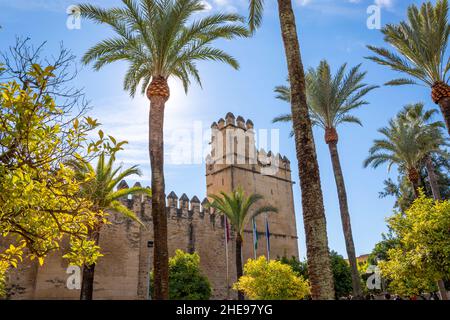 Un jardin de cour de palmiers et d'orangers à l'extérieur des murs et près de la tour et Mezquita à Cordoue Espagne. Banque D'Images