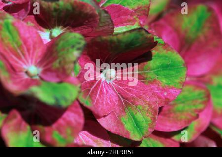 Fleurs vertes et roses délicates sur une plante d'Hydrangea Banque D'Images