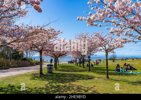 Les gens qui ont un pique-nique dans le parc de Garry point au printemps, appréciant les fleurs de cerisier en pleine floraison.Richmond, C.-B., Canada. Banque D'Images