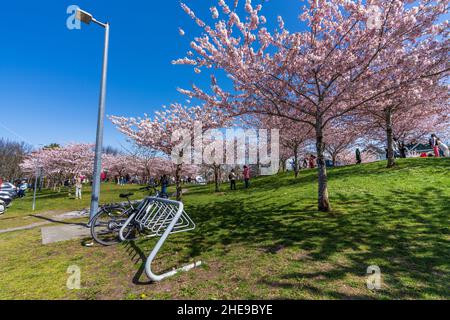 Garry point Park au printemps.Fleurs de cerisier en pleine floraison.Richmond, C.-B., Canada. Banque D'Images