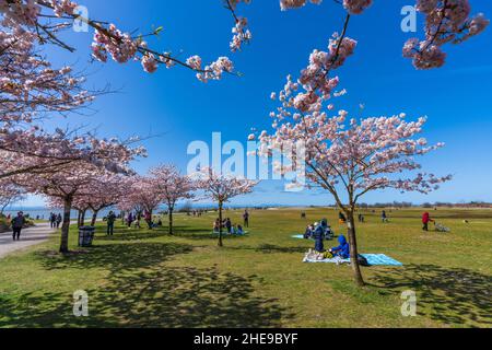 Les gens qui ont un pique-nique dans le parc de Garry point au printemps, appréciant les fleurs de cerisier en pleine floraison.Richmond, C.-B., Canada. Banque D'Images