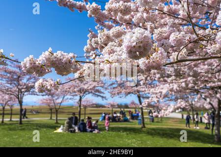 Les gens qui ont un pique-nique dans le parc de Garry point au printemps, appréciant les fleurs de cerisier en pleine floraison.Richmond, C.-B., Canada. Banque D'Images