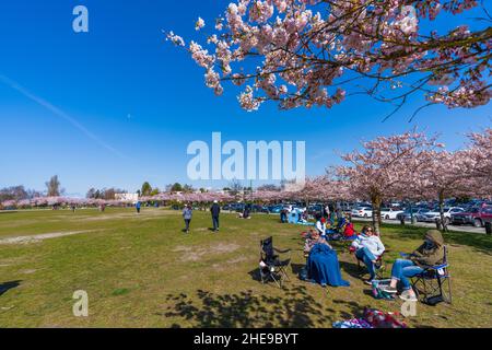 Les gens qui ont un pique-nique dans le parc de Garry point au printemps, appréciant les fleurs de cerisier en pleine floraison.Richmond, C.-B., Canada. Banque D'Images