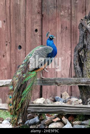 Un paon avec une tête bleue brillante et des plumes de queue étonnantes perchées sur une clôture par une ancienne grange dans le comté rural de Sonora.Chance de voir ce mag Banque D'Images