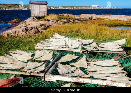 Séchage de morue salée dans le bras Joe Batt, île Fogo, Terre-Neuve, Canada. Banque D'Images