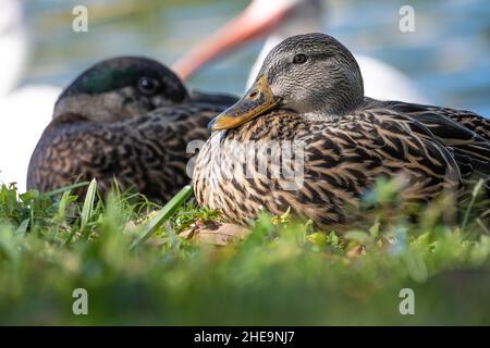 Mallard (Anas platyrhynchos) canards et ibis blanc le long du rivage au parc Bird Island à Ponte Vedra Beach, Floride.(ÉTATS-UNIS) Banque D'Images