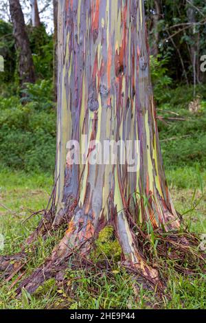 Magnifique eucalyptus arc-en-ciel dans l'arboretum Keahua sur l'île de Kauai, Hawaï Banque D'Images