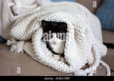 Mignon chat domestique noir et blanc regardant le spectateur tout en enveloppé dans une serviette blanche Banque D'Images