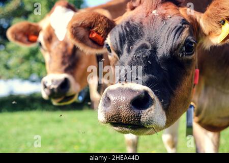 Gros plan de curieux vaches Jersey. Banque D'Images