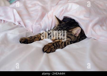 Tabby chat dormir sous les couvertures d'un lit Banque D'Images