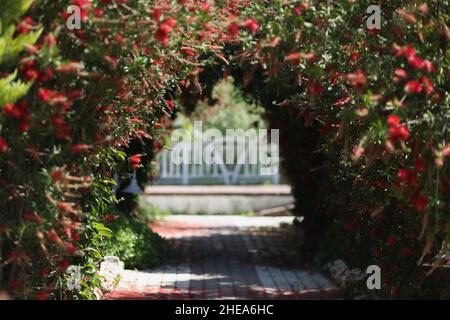 Un couloir dans le jardin d une arche d corative fleurs Photo