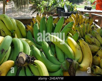 Groupe de Cavendish Banana (sous-groupe Musa Acuminata Cavendish) sur le marché, la peau des fruits tropicaux est verte et jaune, Thaïlande Banque D'Images