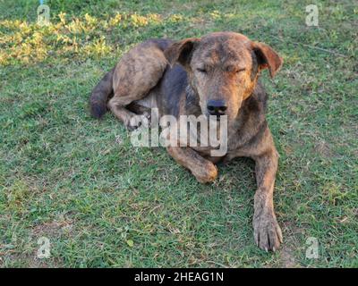 Marron foncé mignon chiot reposant sur la pelouse verte, chien sur la terre de l'herbe, le comportement des animaux de compagnie Banque D'Images