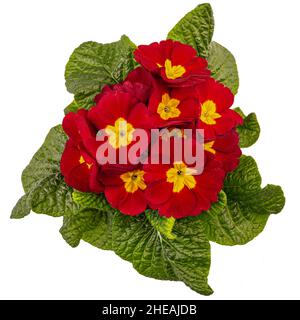 Primula Crescendo rouge vif, rouge primrose sur fond blanc, plat, vue de dessus Banque D'Images