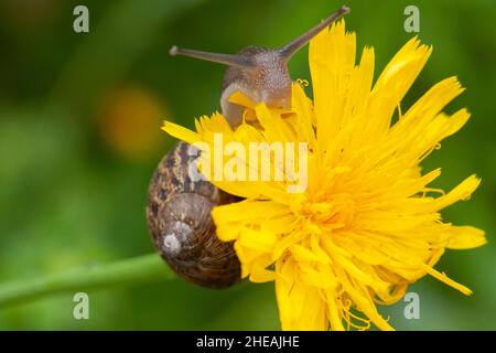 Belle macro d'escargot de jardin sur une tête de fleur de pissenlit jaune en été Banque D'Images