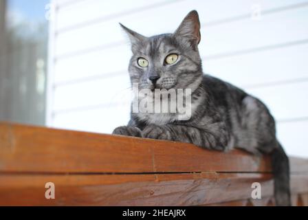 Le chat rayé, une croix entre une race de maquereau de tabby, repose sur un banc en bois sur un fond de parement blanc Banque D'Images