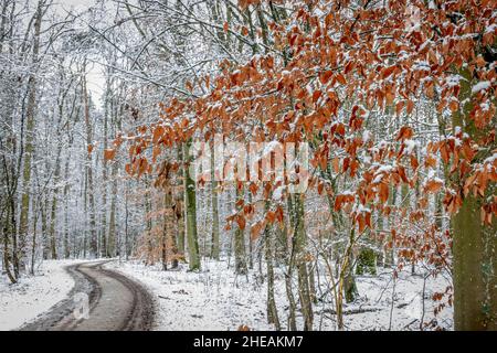 une route sinueuse de terre à travers une forêt enneigée Banque D'Images