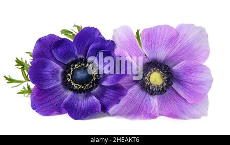 Fleurs d'anémone coronaria isolées sur blanc Banque D'Images