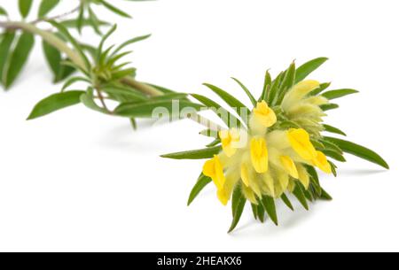 Anthyllis vulneraria fleur isolée sur fond blanc Banque D'Images