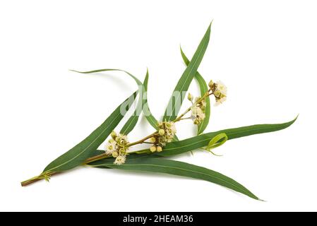 Branche d'eucalyptus avec fleurs et graines isolées sur blanc Banque D'Images