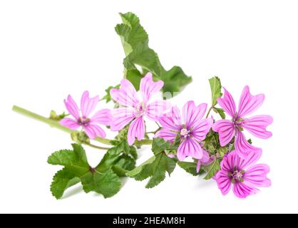 Fleurs de malow communes isolées sur fond blanc Banque D'Images