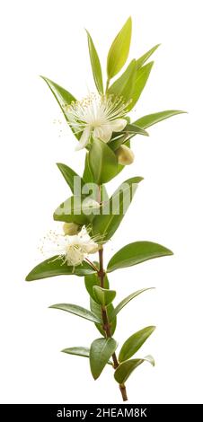 Branche de myrte commune avec fleurs isolées sur blanc Banque D'Images