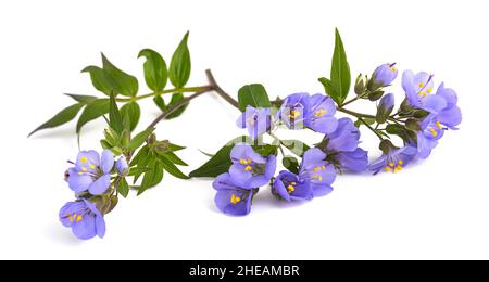 Fleurs valériennes grecques isolées sur fond blanc Banque D'Images