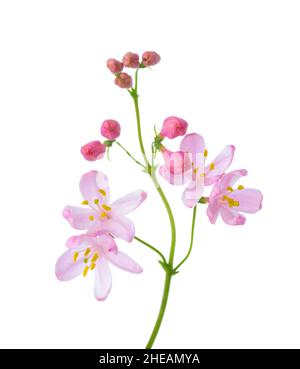 Petites fleurs rose clair de Honeysuckle (Tatarian Honeysuckle) isolées sur fond blanc.Mise au point sélective. Banque D'Images
