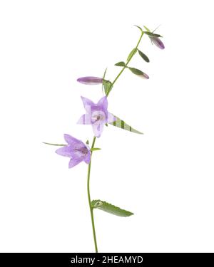 Fleurs de lilas légères isolées sur fond blanc. Banque D'Images