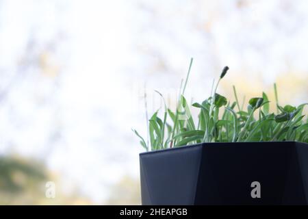 De l'herbe fraîche et verte a germé dans un pot sur un fond flou.Espace pour le texte. Banque D'Images