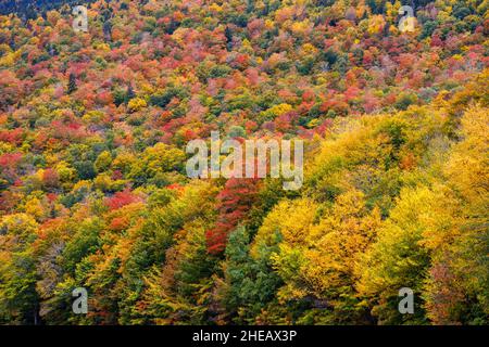 Le feuillage d'automne coloré en automne colore les arbres dans la forêt à flanc de colline sur la route 16, Mount Washington près de Jackson, New Hampshire, New England, USA Banque D'Images