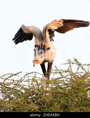 Oiseau secrétaire (Sagittaire serpentarius) debout sur un nid au sommet d'un arbre d'acacia, en train de flirter avec des ailes, zone de conservation de Ngorongoro, Tanzanie, Afrique. Banque D'Images