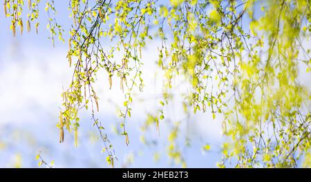 De nouvelles feuilles de bouleau sur fond vert printemps Banque D'Images