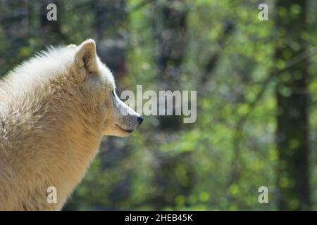Loup arctique en captivité Banque D'Images