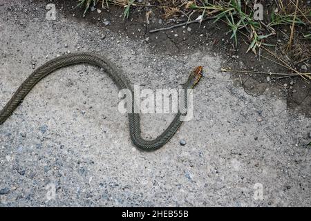 Écrasé par la couleuvre fauve de la mer Caspienne sur la route.Serpent mort.Concept de protection de la faune et de l'environnement. Banque D'Images