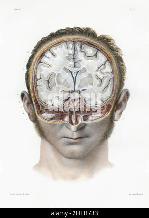 Section verticale du cerveau humain.Plaque du volume 3 de Traite Comlet de l'Anatomie de l'Homme par Jean-Baptiste Marc Bourgery.Illustration de Nicolas-Henri Jacob.L'image provient du volume 3 de l'ensemble qui a été publié en France dans la seconde moitié du 19th siècle. Banque D'Images