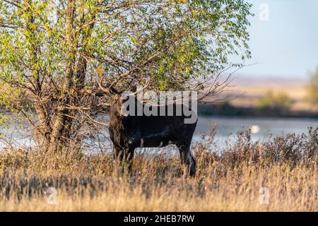 Un orignal de Bull dans le Dakota du Nord Banque D'Images