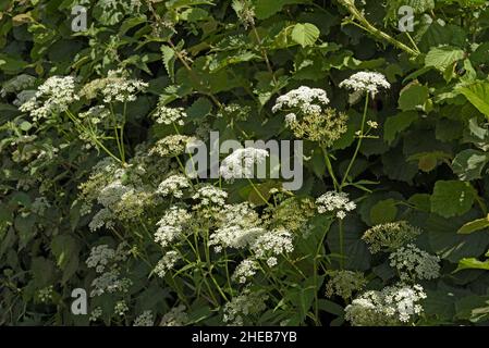 Ground-Elder, Aepopodium podaglaria dans une haie Banque D'Images