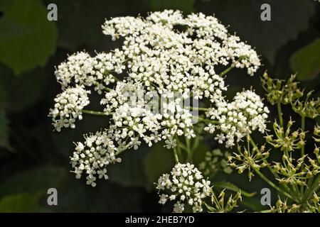 Ground-Elder, Aepopodium podaglaria dans une haie Banque D'Images