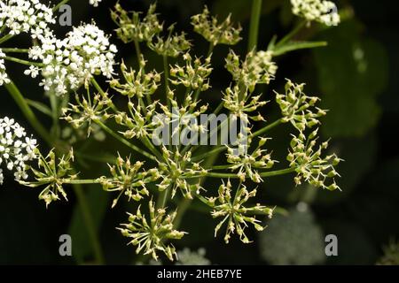 Ground-Elder, Aepopodium podaglaria dans une haie Banque D'Images