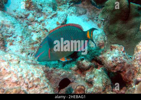 Feu rouge perroquet poissons se nourrissant sur le corail à Bonaire Banque D'Images