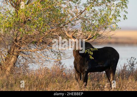 Un orignal de Bull dans le Dakota du Nord Banque D'Images