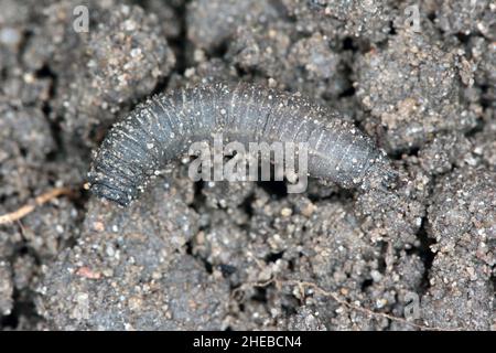 La larve sur la mouche de la grue est un nom commun qui se réfère à tout membre de la famille des insectes Tipulidae.C'est un ravageur important dans le sol de nombreuses cultures. Banque D'Images