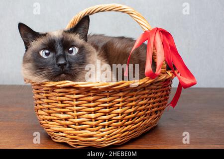 Chat drôle avec un noeud rouge dans un panier en osier.Chat Siamois mignon. Banque D'Images