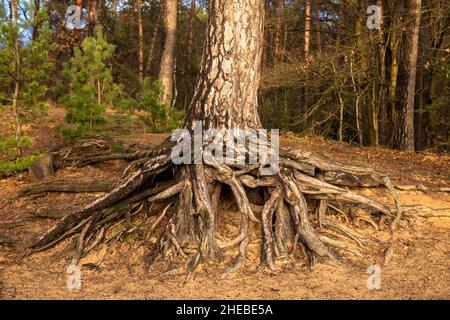 Racines d'un pin sur la colline de Fliegenberg dans la Heath Wahner, Troisdorf, Rhénanie-du-Nord-Westphalie, Allemagne. Wurzeln einer Kiefer am Fliegenberg in der Banque D'Images