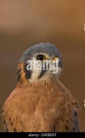 Gros plan du kestrel américain Falco sparverius isolé du fond dans une lumière chaude du soir Banque D'Images