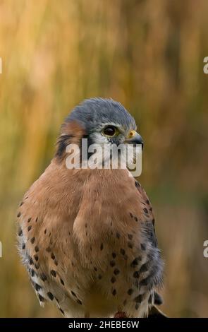 Gros plan du kestrel américain Falco sparverius isolé du fond dans une lumière chaude du soir Banque D'Images