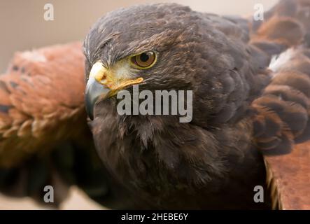 aigle doré aquila chrysaetos montrant un impressionnant bec accroché Banque D'Images