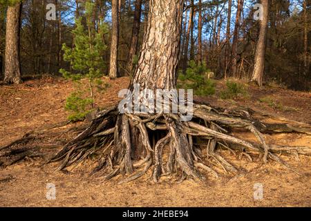 Racines d'un pin sur la colline de Fliegenberg dans la Heath Wahner, Troisdorf, Rhénanie-du-Nord-Westphalie, Allemagne. Wurzeln einer Kiefer am Fliegenberg in der Banque D'Images