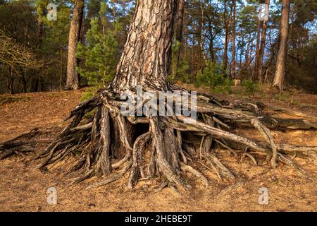 Racines d'un pin sur la colline de Fliegenberg dans la Heath Wahner, Troisdorf, Rhénanie-du-Nord-Westphalie, Allemagne. Wurzeln einer Kiefer am Fliegenberg in der Banque D'Images